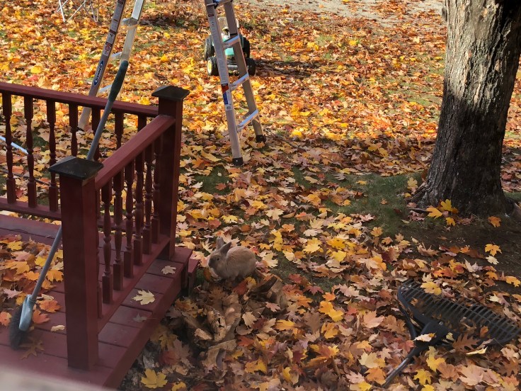The third bunny has been visiting our deck